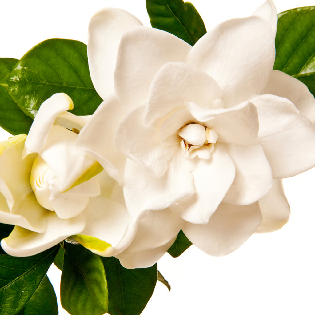 Gardenia