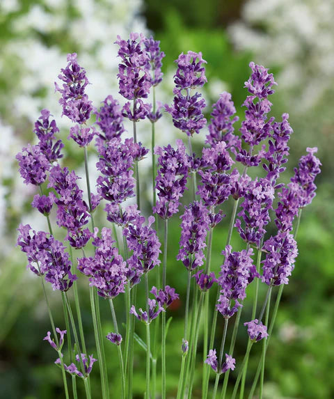 Lavender TK