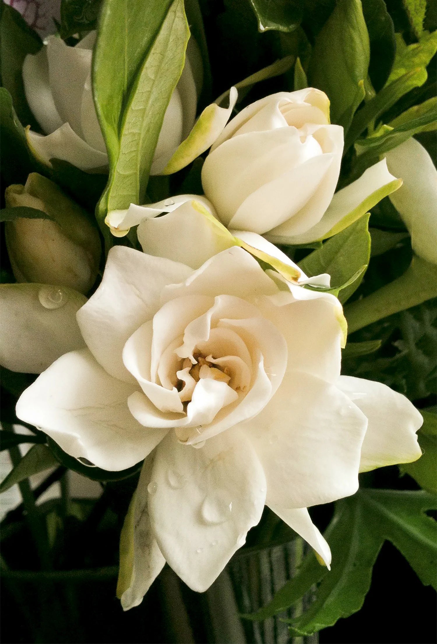 Gardenia