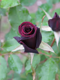 Velvet Rose