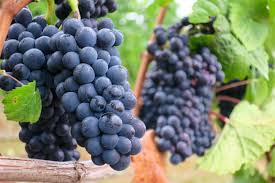 Grape
