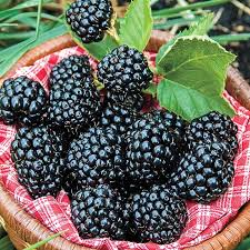 Black Berry