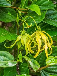 Ylang Ylang