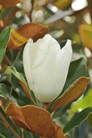 Magnolia