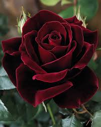 Velvet Rose