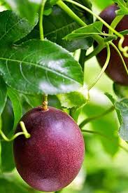 Passion Fruit
