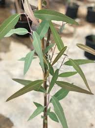 Eucalyptus