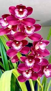Orchid