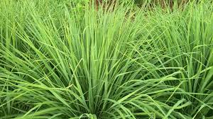 Lemongrass