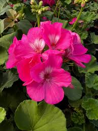 Geranium