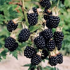 Black Berry
