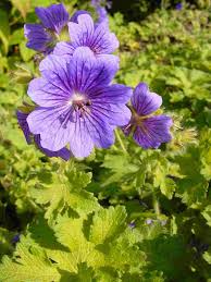 Geranium