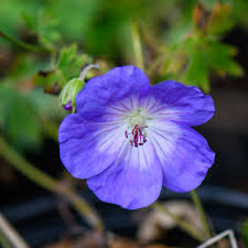 Geranium