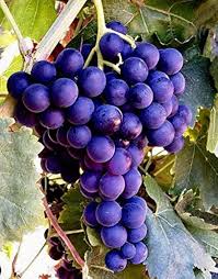 Grape