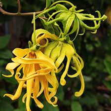 Ylang Ylang