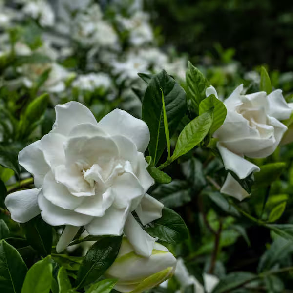 Gardenia TK